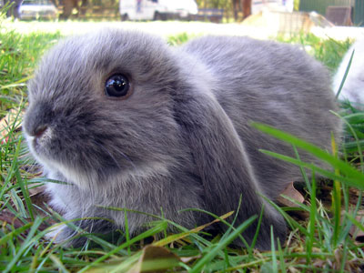 baby lop eared rabbits